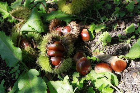 落ちた栗