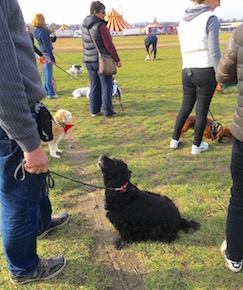 ドックトレーニング