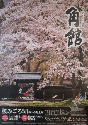 角館さくら