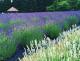 ラベンダー