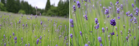 ラベンダー２連