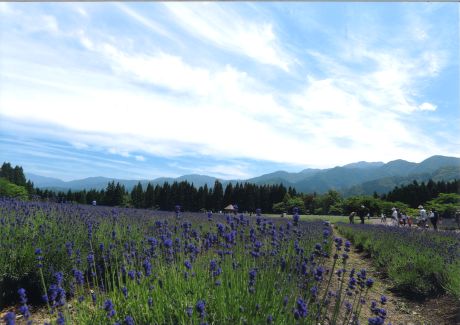 ラベンダー全景