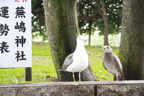 看板とウミネコ