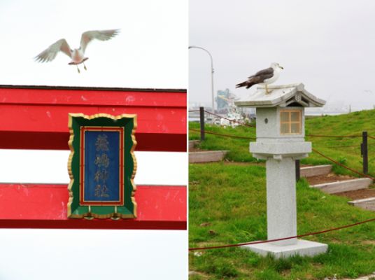 蕪島とウミネコ