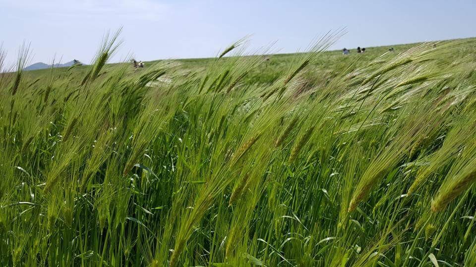 広い麦畑。青い匂いがいっぱい