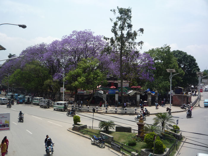 ジャカランダ１