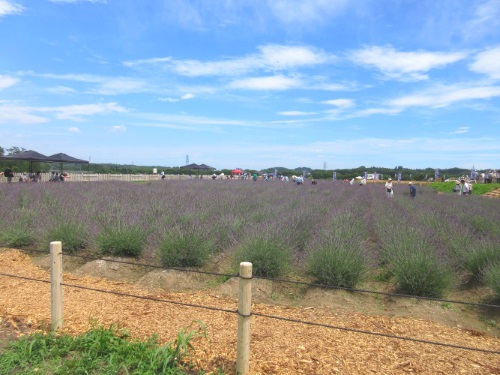 ラベンダー摘み取り体験の様子