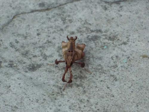 枯葉のような３