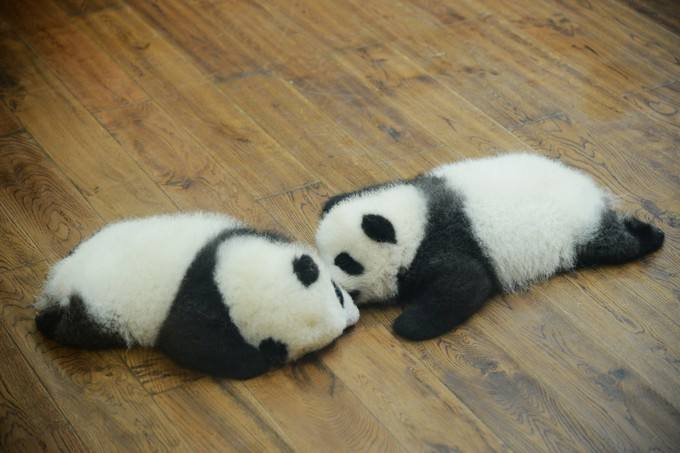 可愛いパンダの触れるツアー