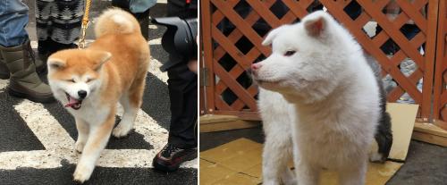 秋田犬ふれあい