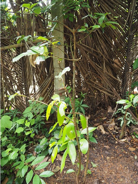 スパイスガーデンなんかの木