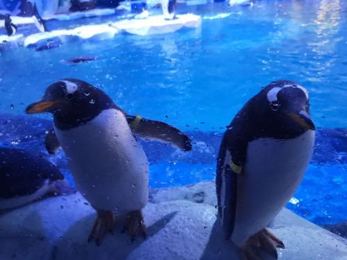 上海海昌海洋公園2