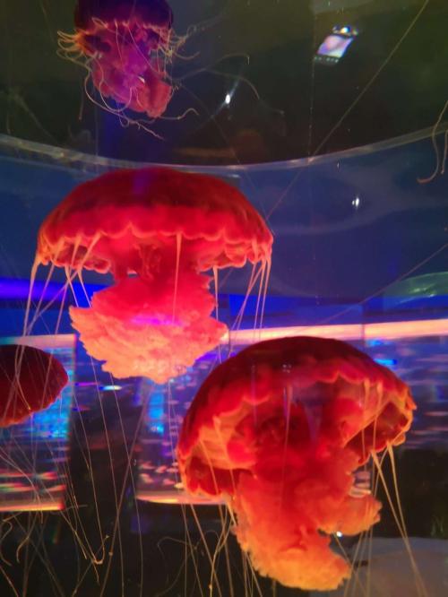 上海海昌海洋公園3