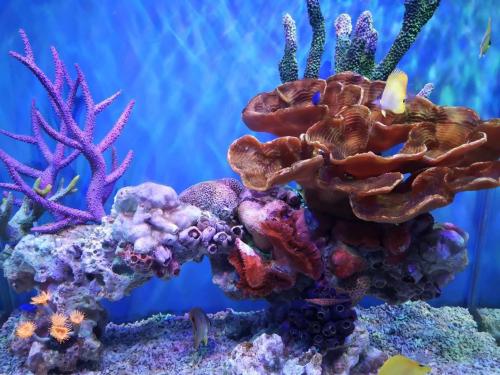 上海海昌海洋公園8