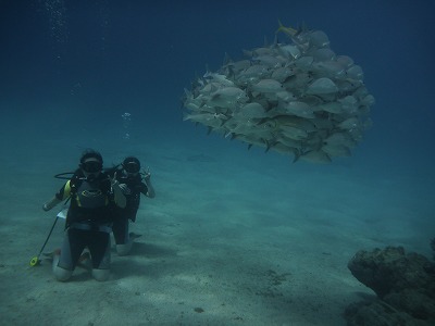 魚のかたまり。