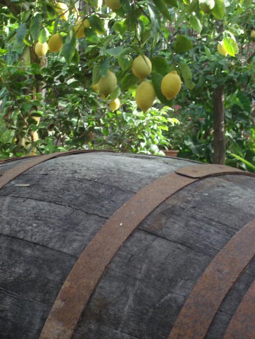 南イタリア　レモンアグリ