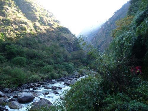 ランタンコーラ