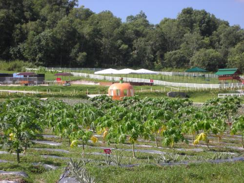 パパイヤ・・・早く大きくなぁ〜れ!