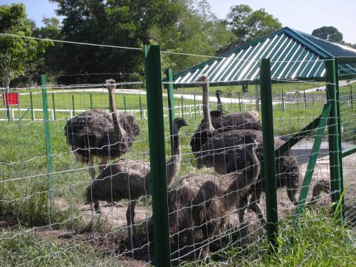 ダチョウたち。