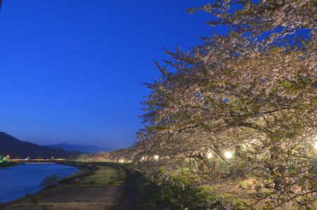 桧内川堤 夜桜