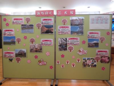 桜展示風景2019