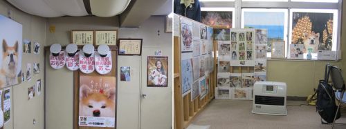 秋田犬ふれあい処2