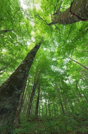 世界遺産 白神山地1