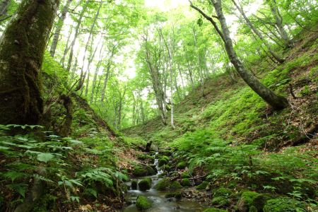 白神山地を散策しよう おすすめの散策道 青岩秋子さんの旅行ブログ トラベルコ