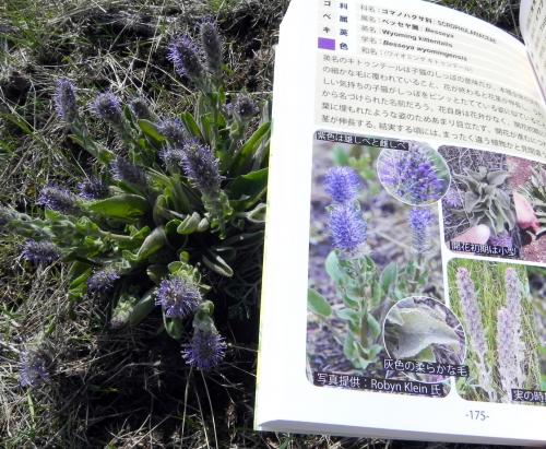 春の花発見！