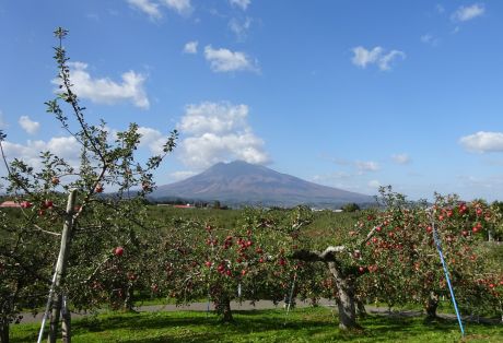 りんごと岩木山