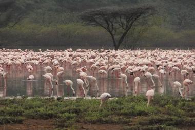 ボゴリア湖のフラミンゴ1