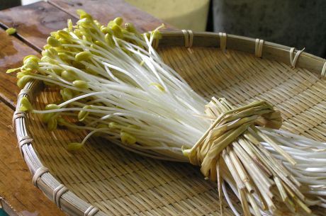 大鰐温泉もやし