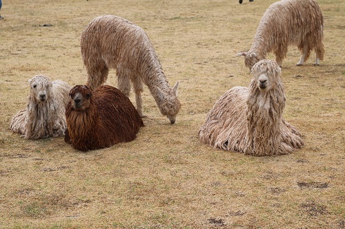 サクサイワマン5