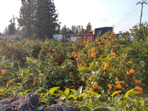 みかん畑
