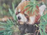 Red Panda