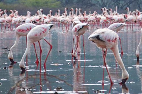 フラミンゴ