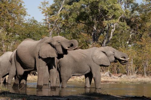 3モレミのアフリカゾウ