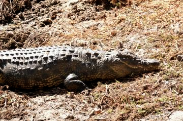 ４ロッジのワニ