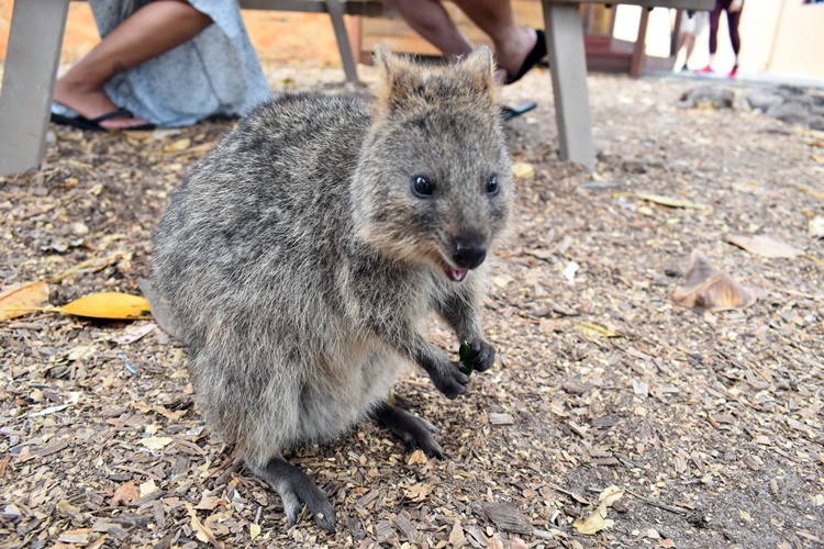 ピュアな笑顔にずきゅーん 世界一幸福な動物 クオッカとセルフィーに挑戦 パース旅日記 Vol 5 トラベルコちゃんさんの旅行ブログ トラベルコ