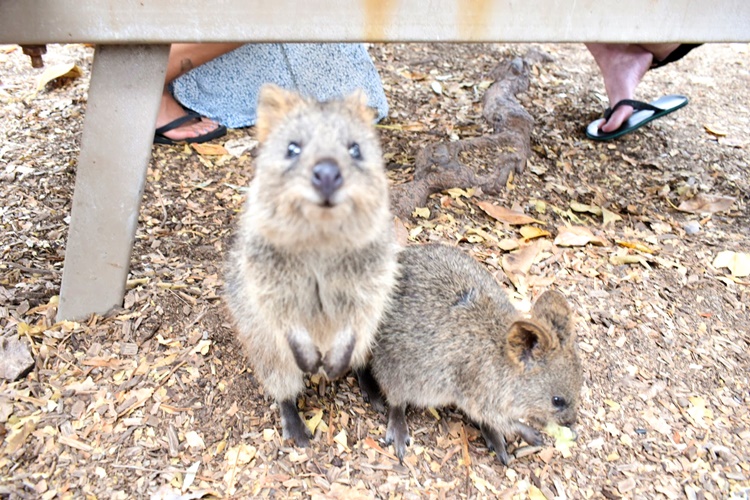 ピュアな笑顔にずきゅーん 世界一幸福な動物 クオッカとセルフィーに挑戦 パース旅日記 Vol 5 トラベルコちゃんさんの旅行ブログ トラベルコ