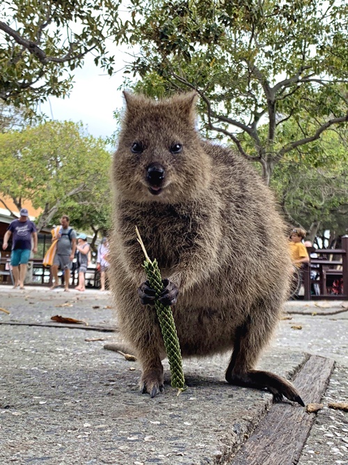 ピュアな笑顔にずきゅーん 世界一幸福な動物 クオッカとセルフィーに挑戦 パース旅日記 Vol 5 トラベルコちゃん 特派員ブログ トラベルコ