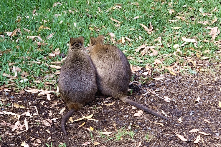 超おすすめ オーストラリアといえば やっぱりあの動物たちと触れ合いたい パース旅日記 Vol 6 トラベルコちゃんさんの旅行ブログ トラベルコ