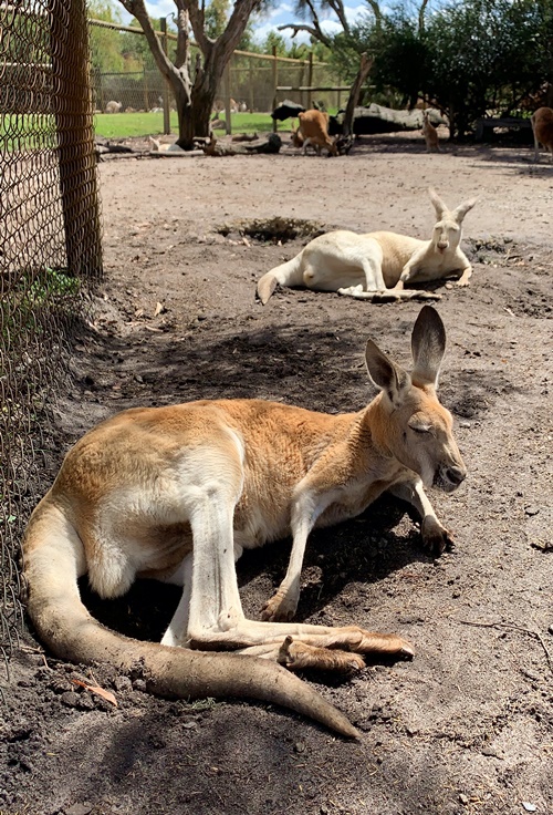 ここはカンガルーの王国 満足度たっぷりの動物園を徹底リポート パース旅日記 Vol 7 トラベルコちゃんさんの旅行ブログ トラベルコ