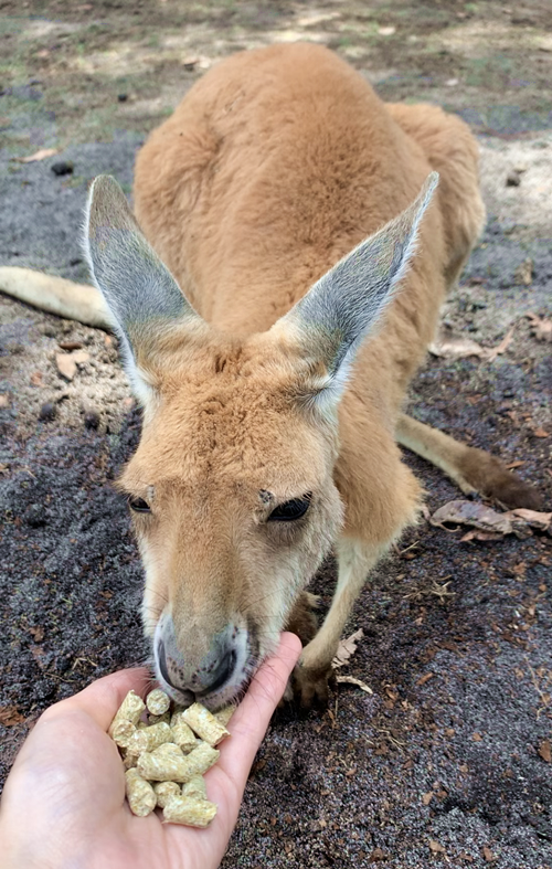 ここはカンガルーの王国 満足度たっぷりの動物園を徹底リポート パース旅日記 Vol 7 トラベルコちゃんさんの旅行ブログ トラベルコ