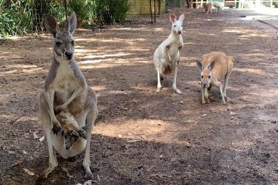 ここはカンガルーの王国 満足度たっぷりの動物園を徹底リポート パース旅日記 Vol 7 トラベルコちゃんさんの旅行ブログ トラベルコ