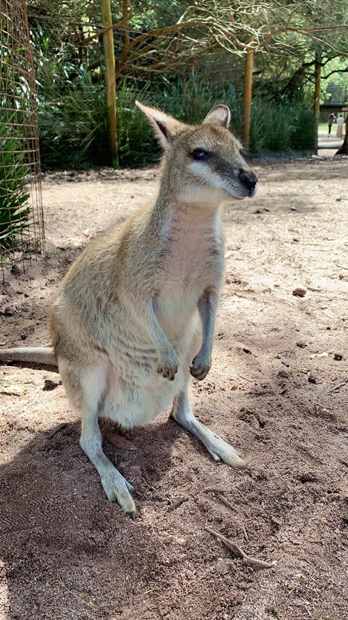 ここはカンガルーの王国 満足度たっぷりの動物園を徹底リポート パース旅日記 Vol 7 トラベルコちゃんさんの旅行ブログ トラベルコ