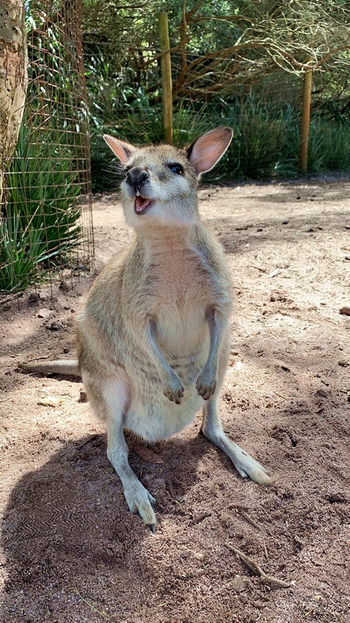 ここはカンガルーの王国 満足度たっぷりの動物園を徹底リポート パース旅日記 Vol 7 トラベルコちゃんさんの旅行ブログ トラベルコ