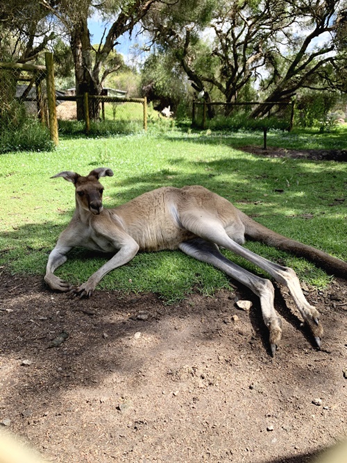 ここはカンガルーの王国 満足度たっぷりの動物園を徹底リポート パース旅日記 Vol 7 トラベルコちゃんさんの旅行ブログ トラベルコ