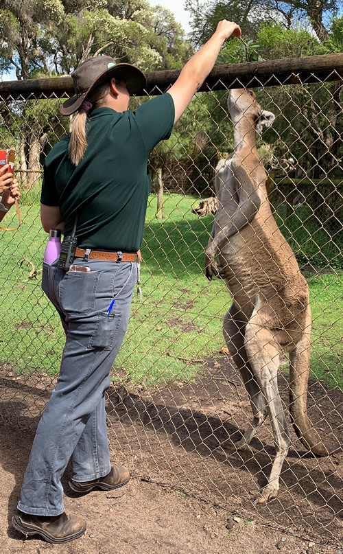 ここはカンガルーの王国 満足度たっぷりの動物園を徹底リポート パース旅日記 Vol 7 トラベルコちゃんさんの旅行ブログ トラベルコ