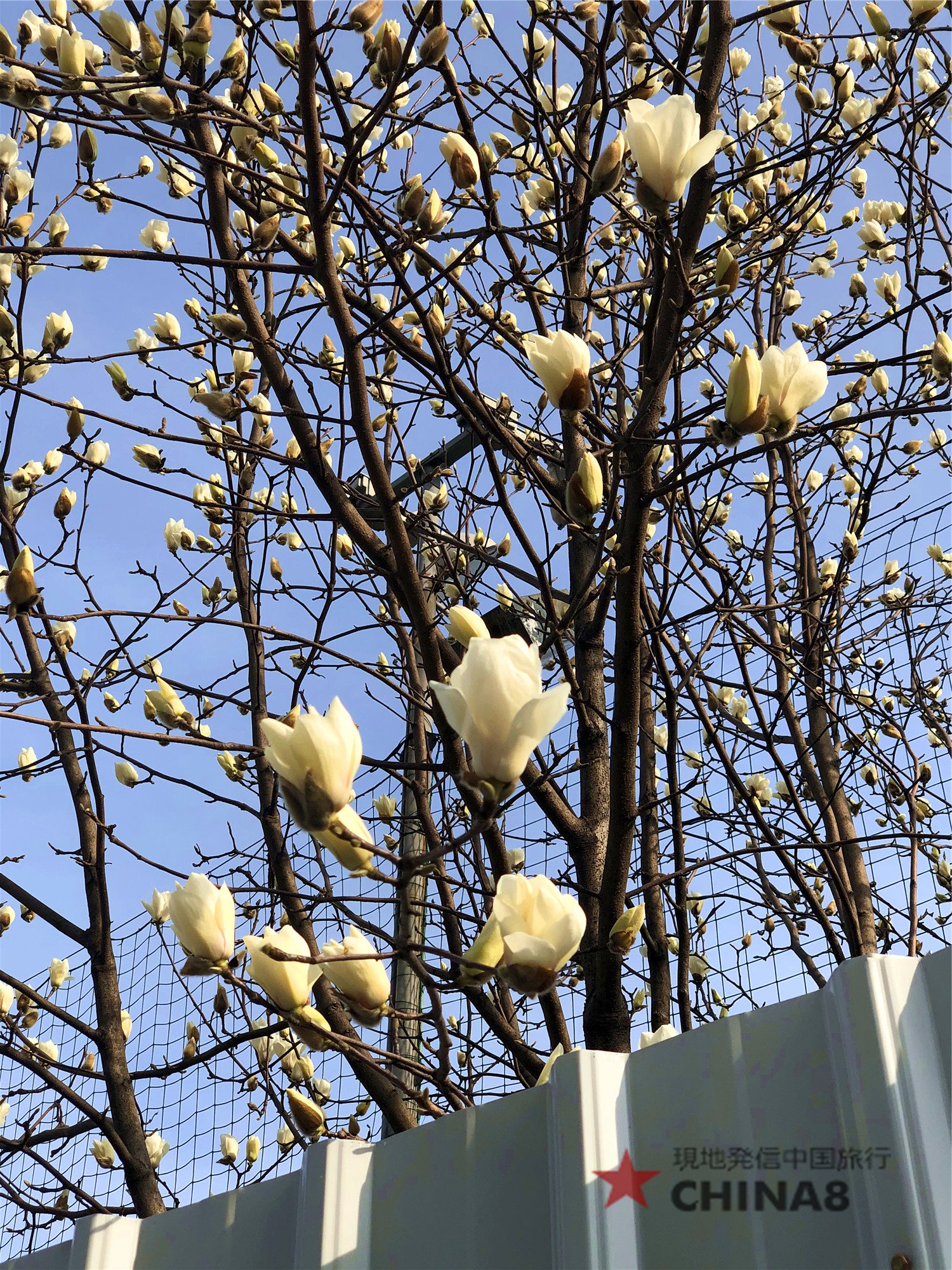 上海市の花が咲いて来ました ちぇんたんさんの旅行ブログ トラベルコ